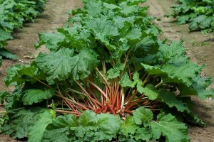 Rhubarb—an easy-to-grow addition to your garden